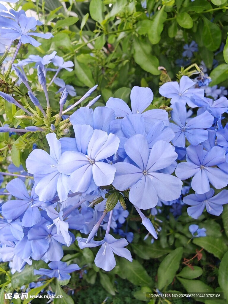 蓝雪花绽放