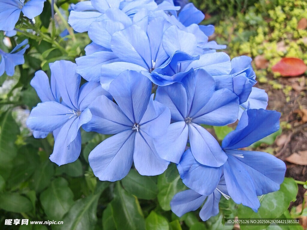 蓝雪花绽放