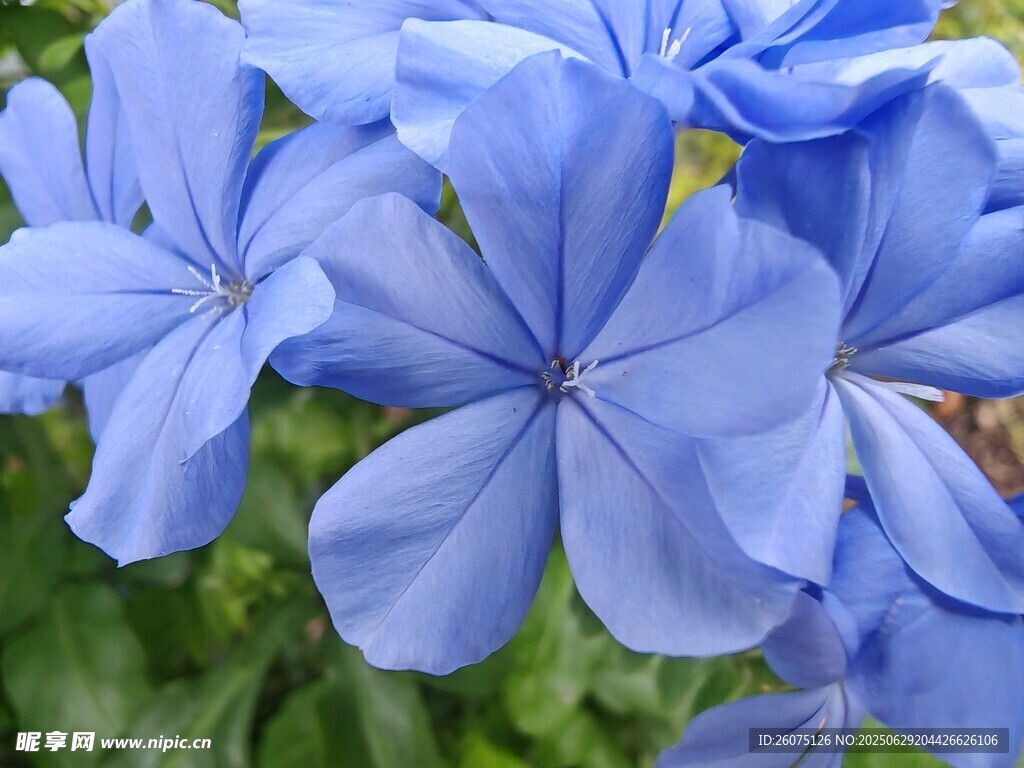 蓝花绽放