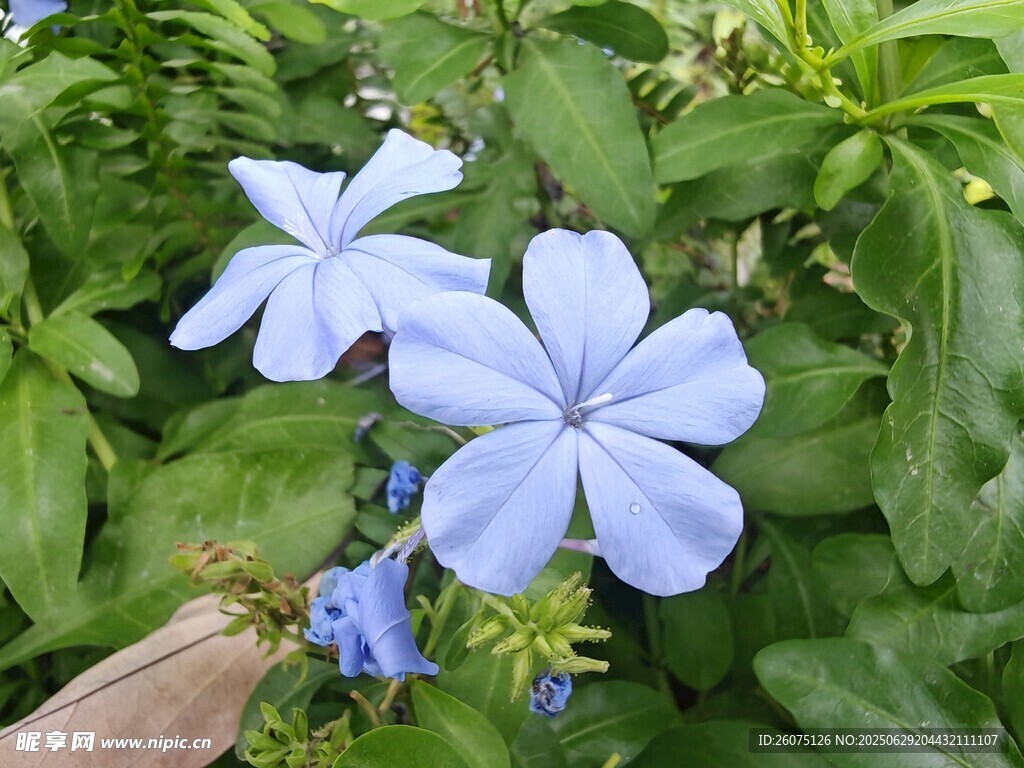 蓝花绽放于绿叶间