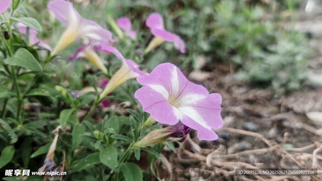 绽放的紫色牵牛花