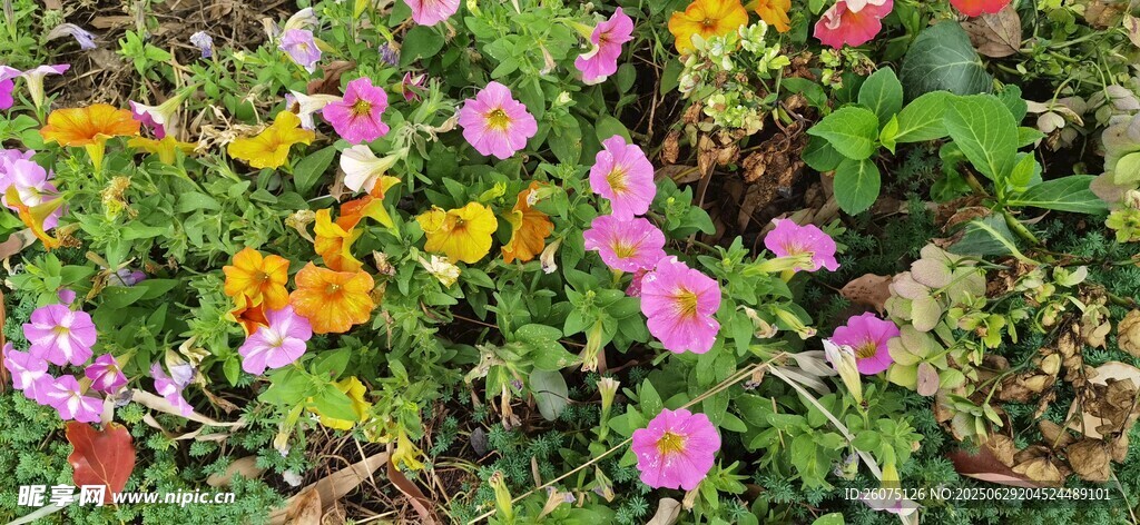 多彩牵牛花绽放生机