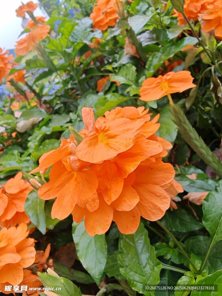 鲜艳橙色十字爵床花卉绽放