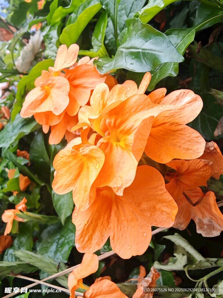 橙色花卉绽放