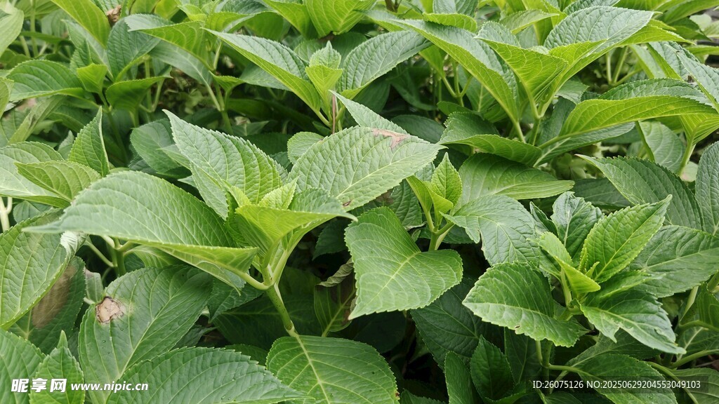 绿叶繁茂的绣球花叶