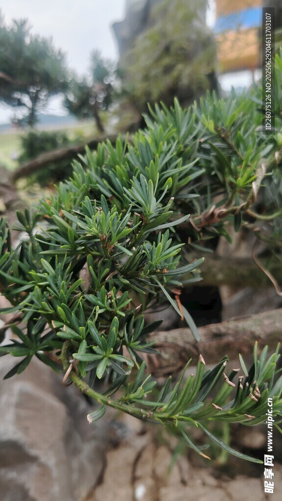 翠绿针叶植物特写