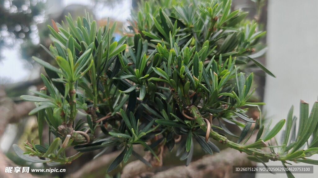 翠绿盆景植物特写