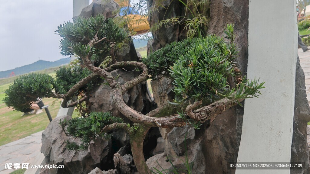 独特造型盆景