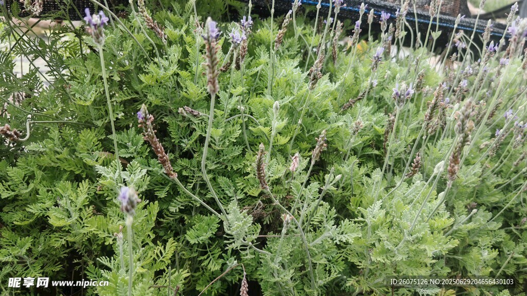 羽叶薰衣草