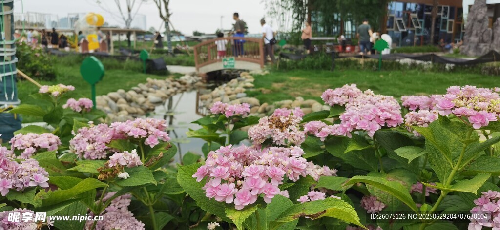 繁花簇拥