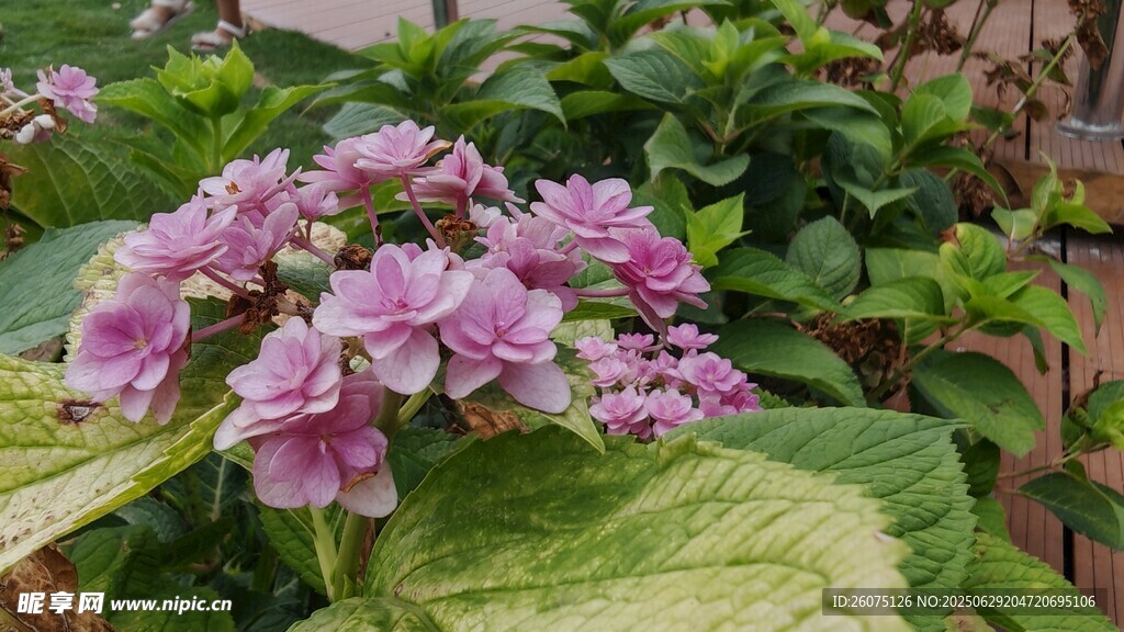 娇艳绣球花绽放于绿叶间