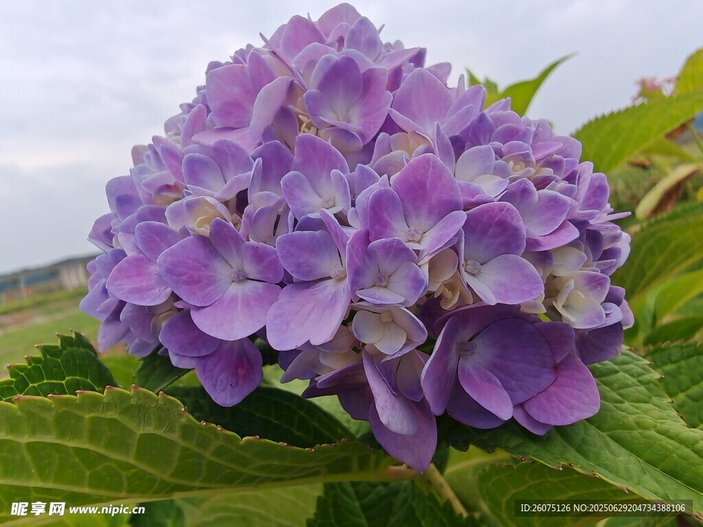 紫色绣球花特写