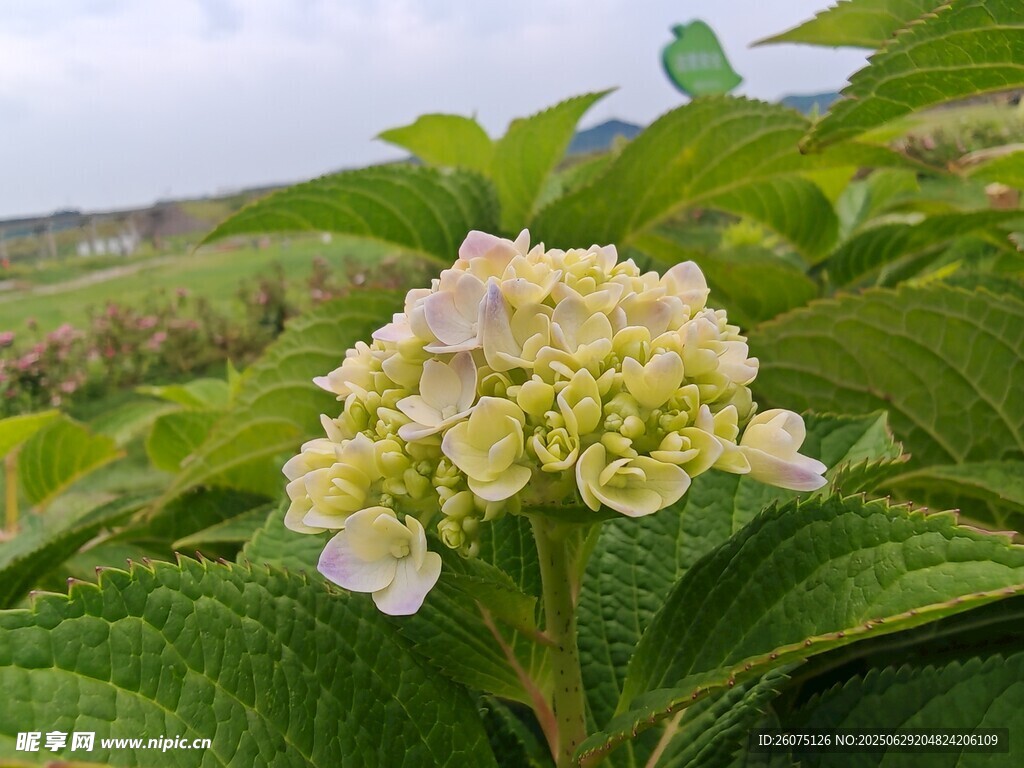 清新绣球花绽放绿叶间