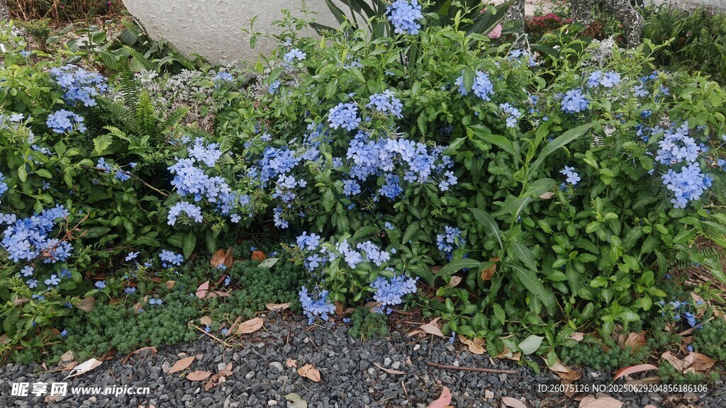 蓝紫色小花丛景观