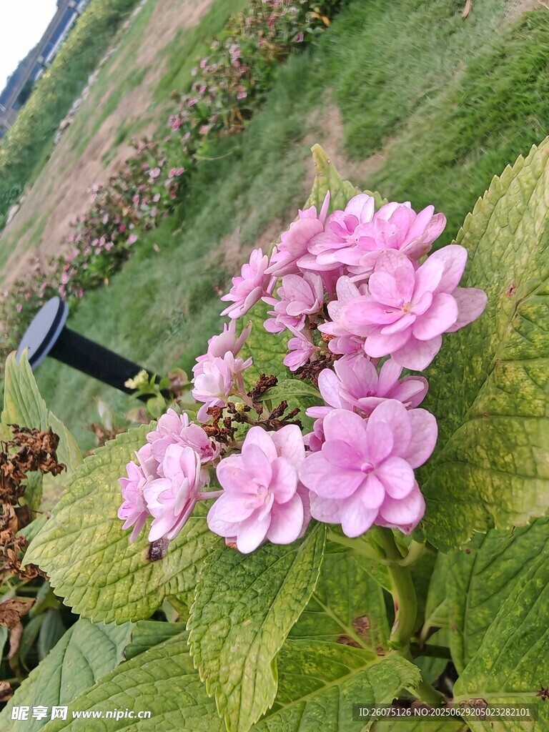 粉色绣球花绽放于绿野