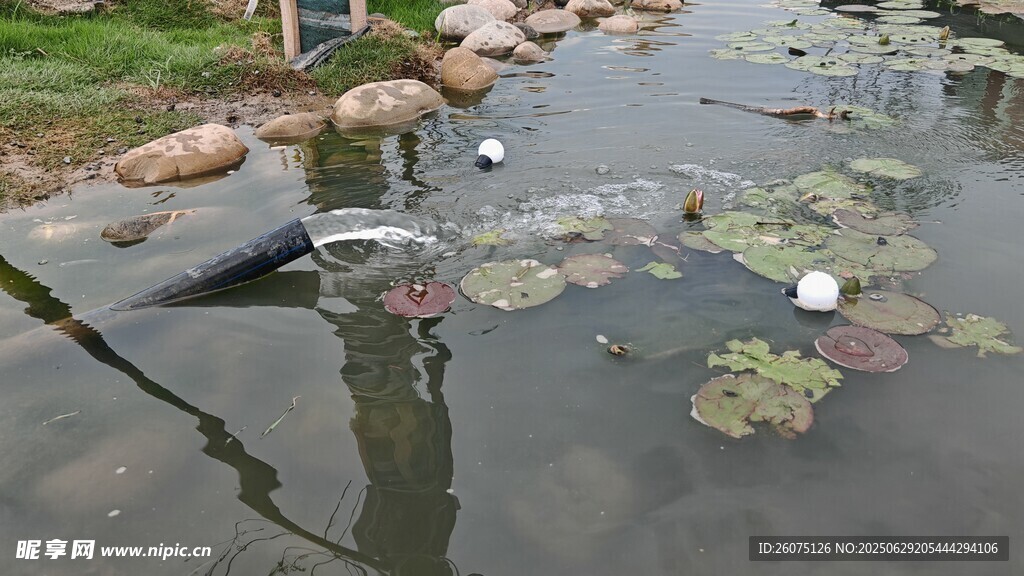 池塘中水流与睡莲