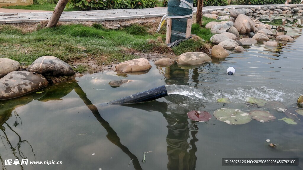 池塘中的石块与水生植物