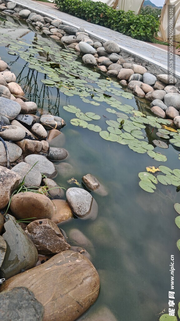 池塘边的石头与睡莲景观