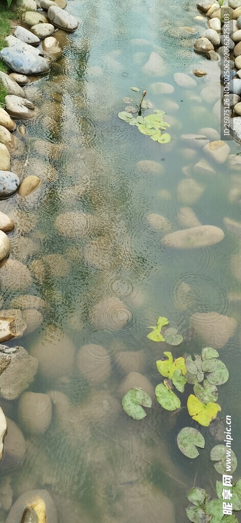 水中睡莲与石子的景致