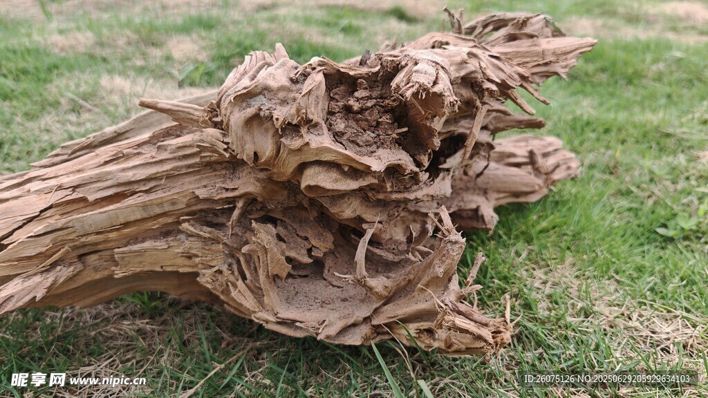 枯木造型独特