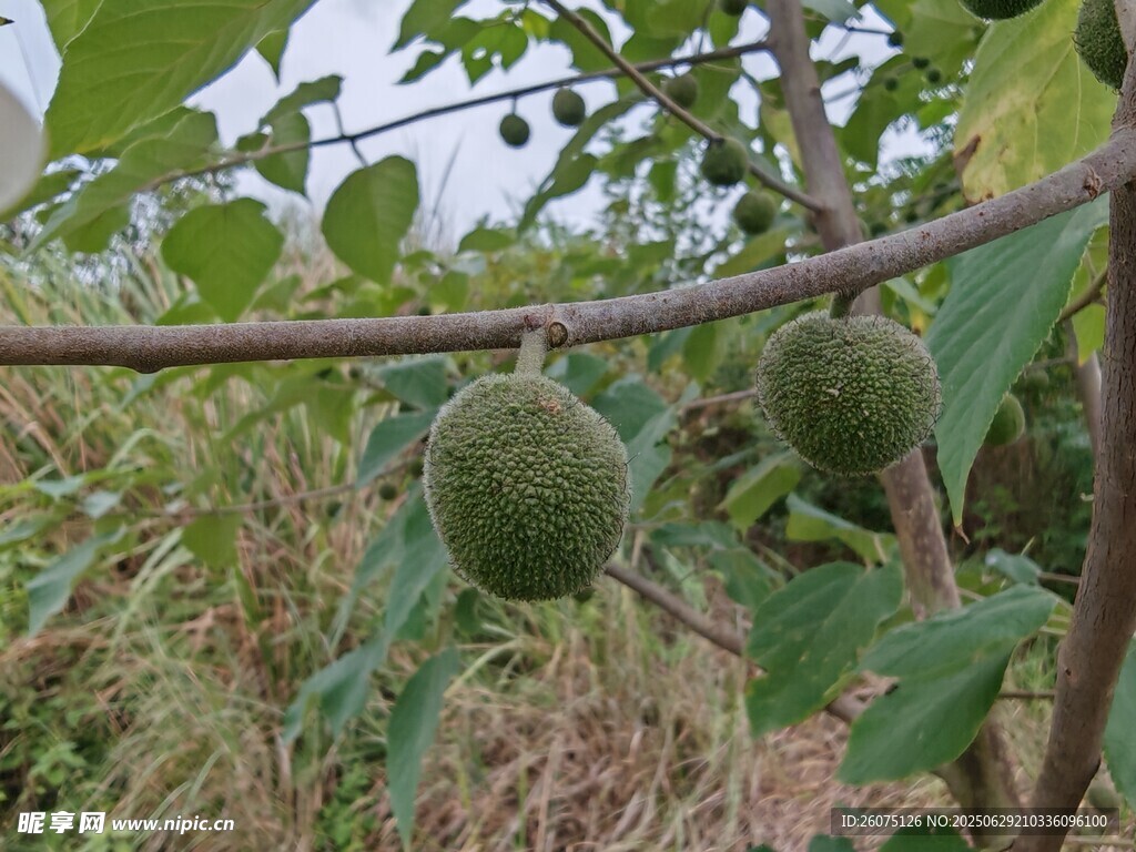 枝头构树果实