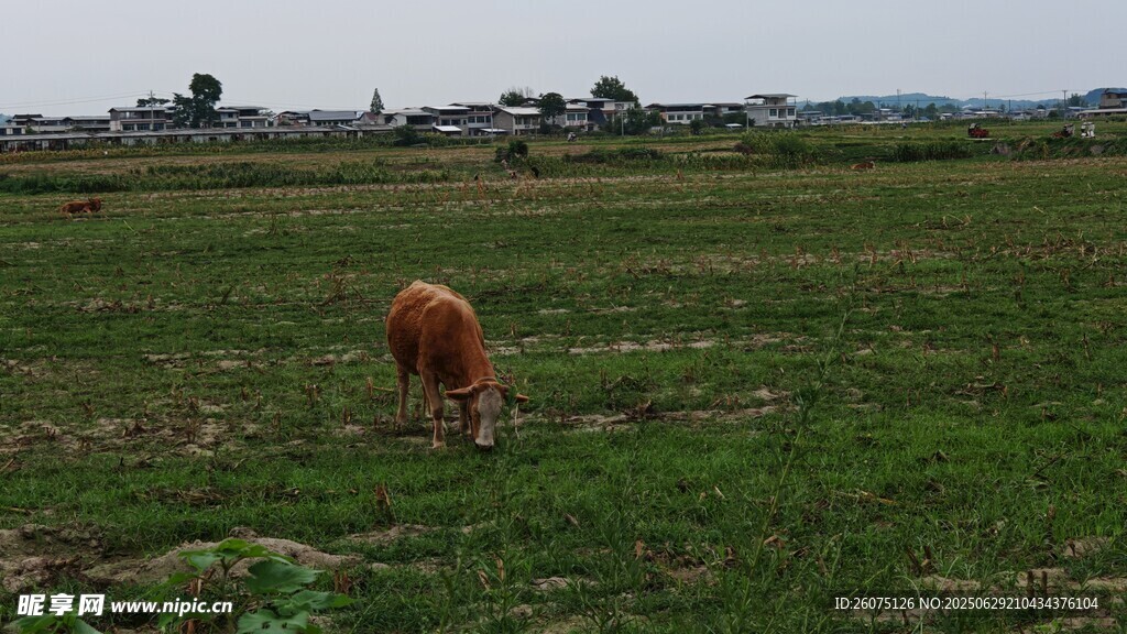 田野中独自吃草的黄牛
