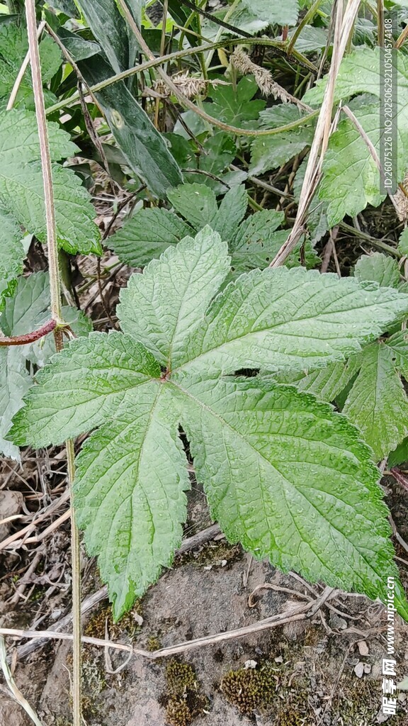野外生长的掌状叶片植物