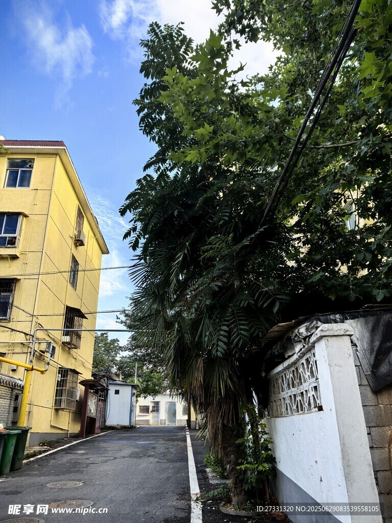小巷旁的黄楼绿树景致