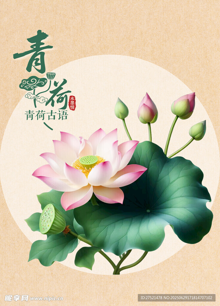 中式荷花插画