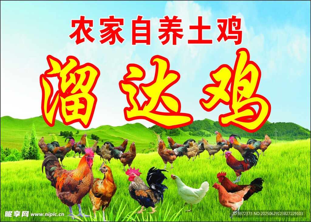 农家自养溜达鸡