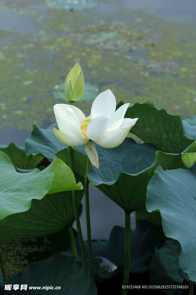 白荷花