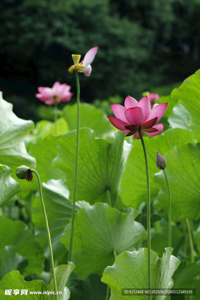 红荷