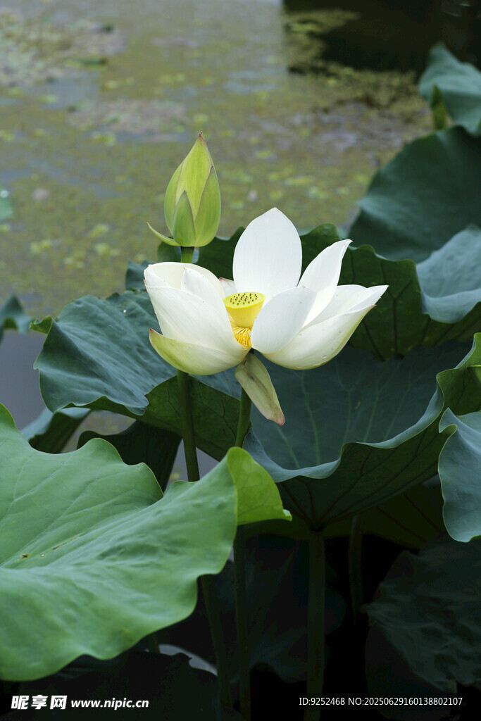  白荷花