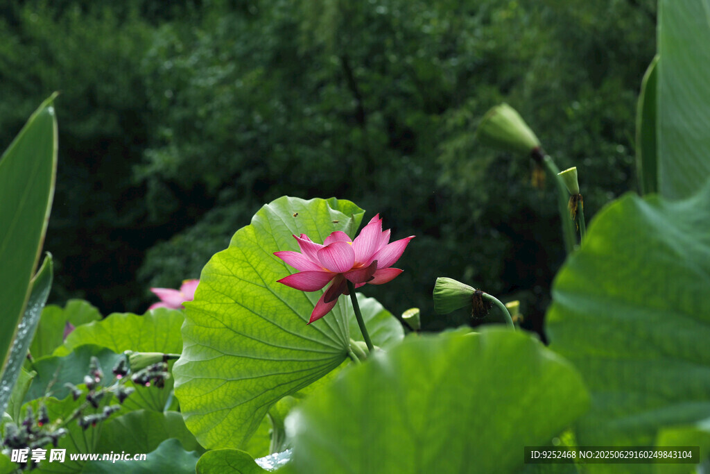 红荷