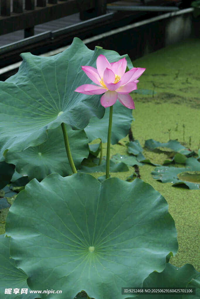 红莲花 