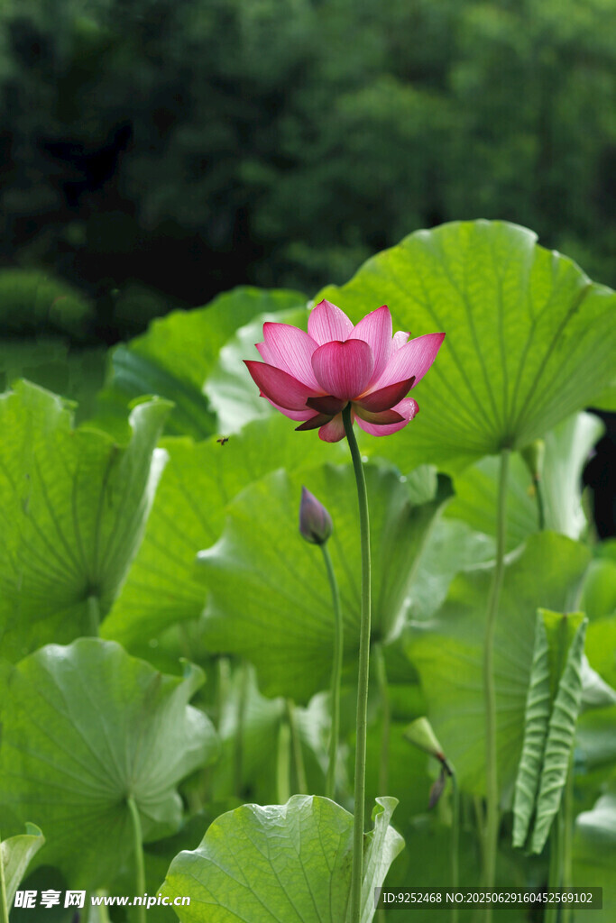红荷
