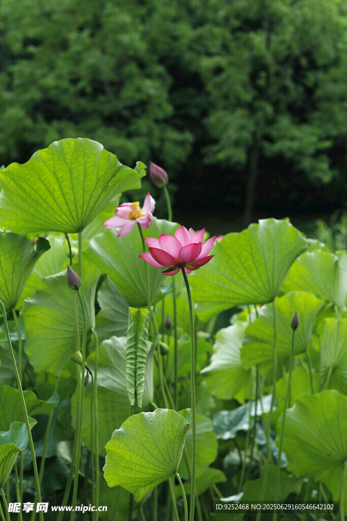 红莲花 