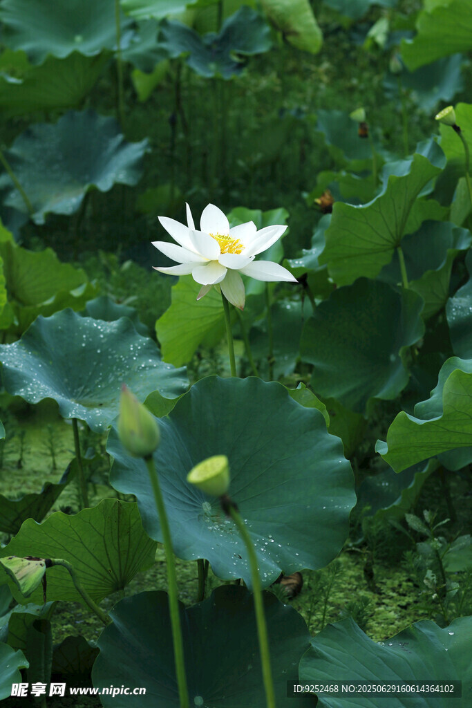 白荷