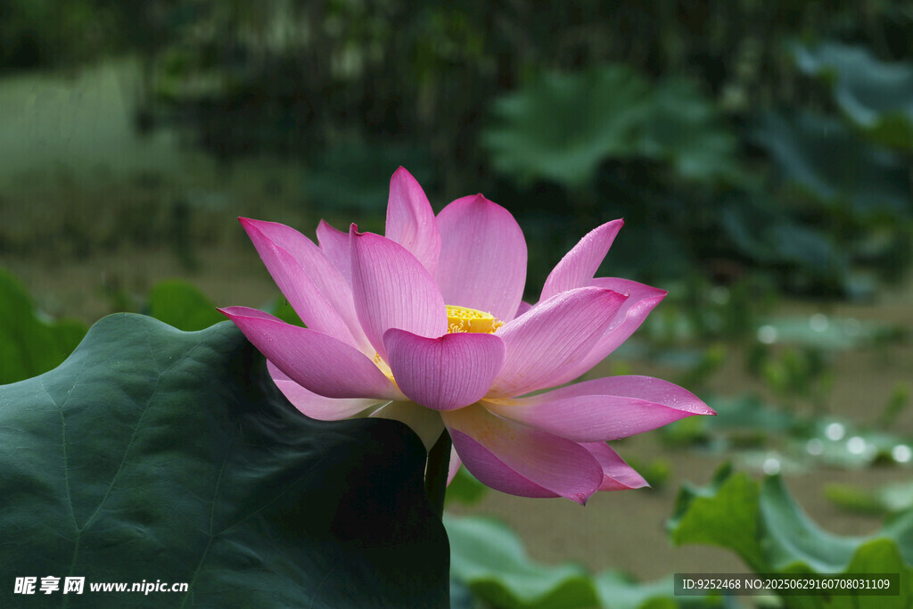 红色荷花