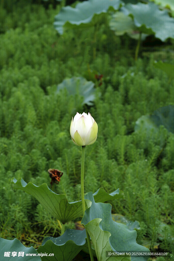 荷花苞