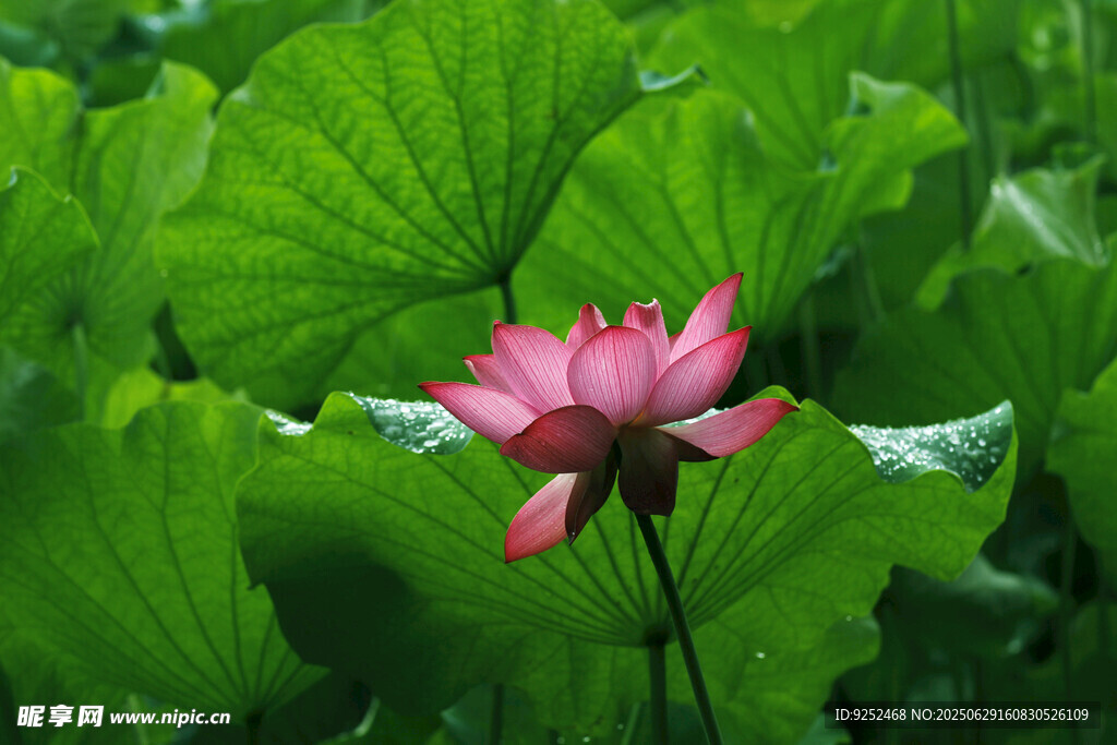  荷花