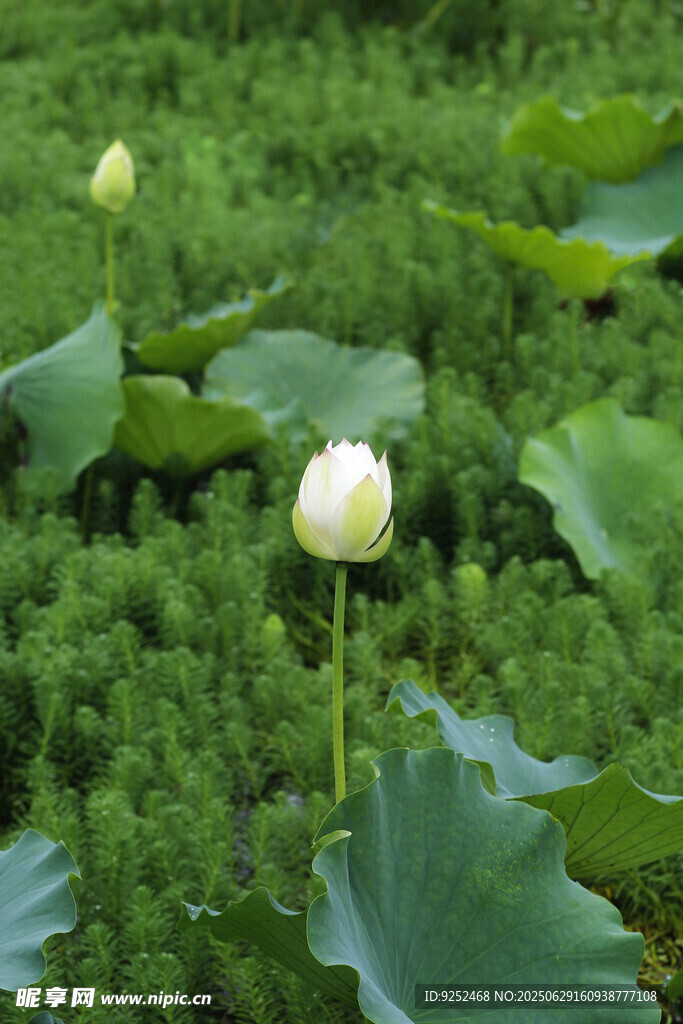 荷花苞