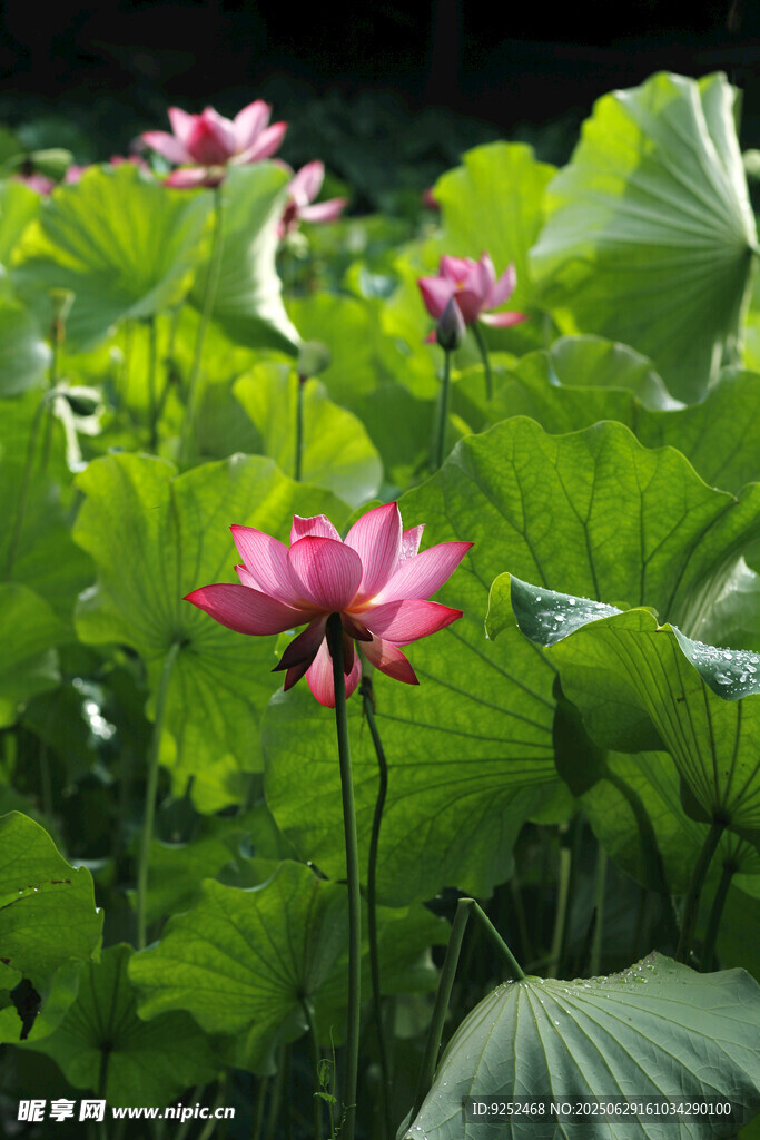 红色荷花 