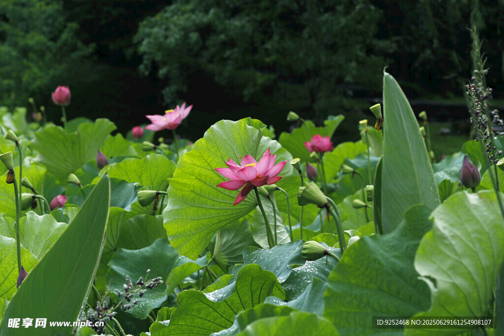 红莲花 