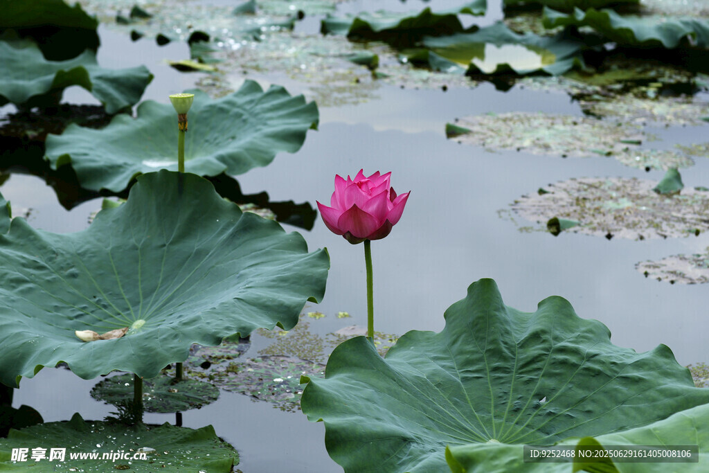 莲花 