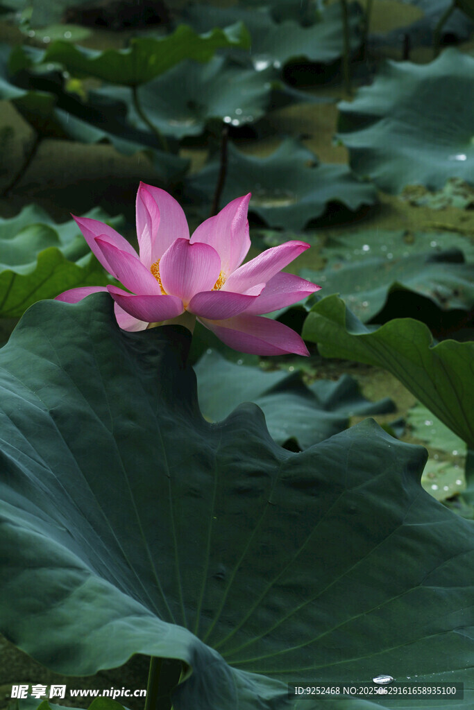 红荷花 