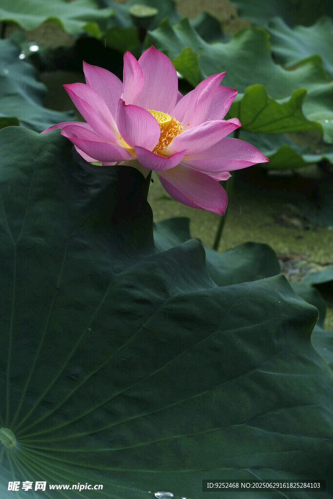 雨荷 