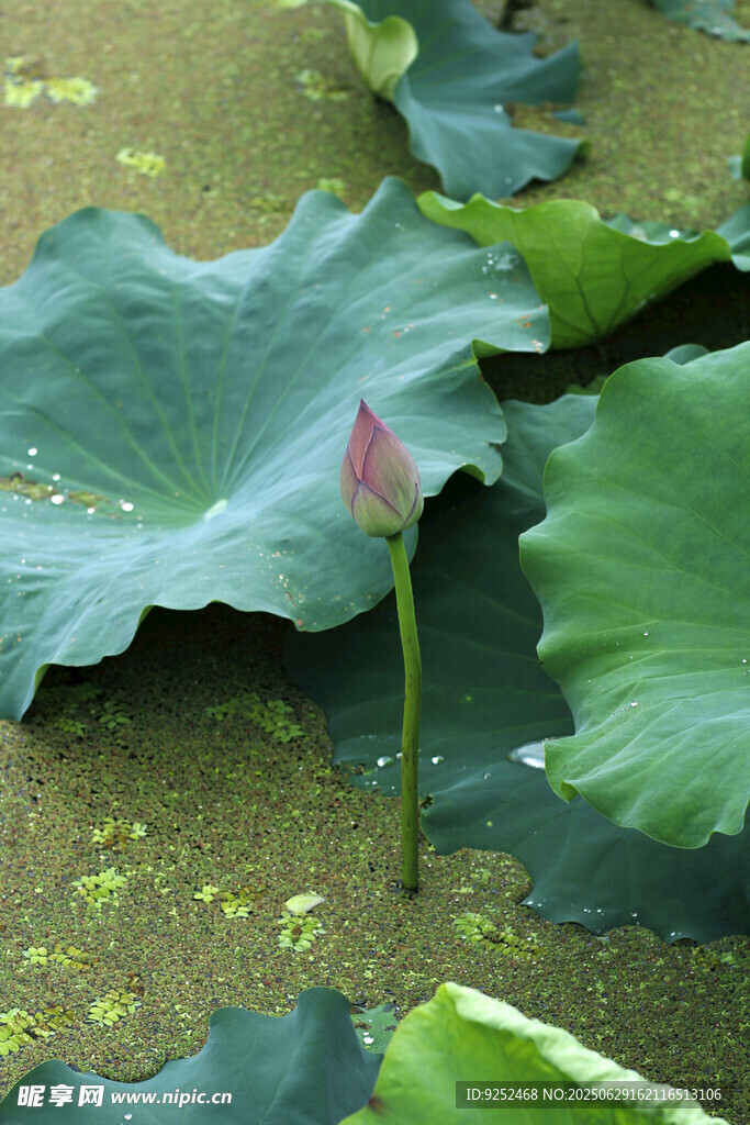  荷塘