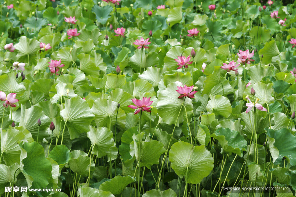 莲花 