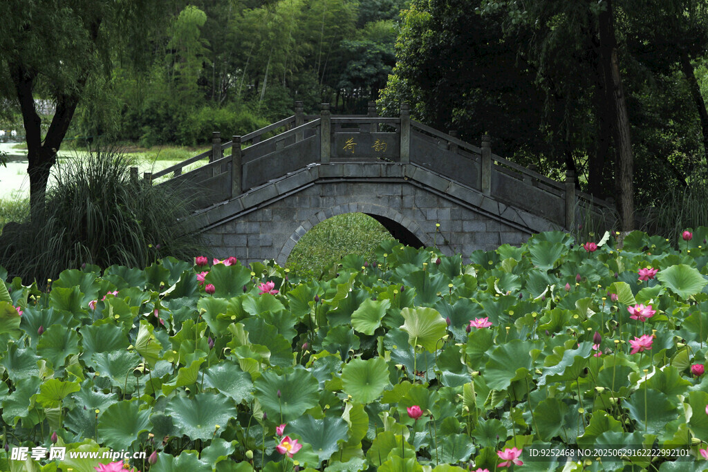 红莲花